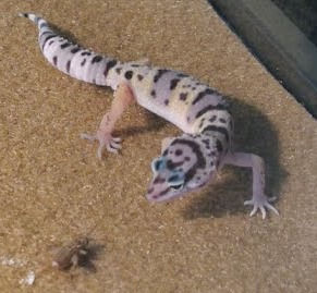 gecko eats cricket_edited.jpg